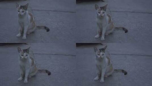 黄昏的野猫高清在线视频素材下载