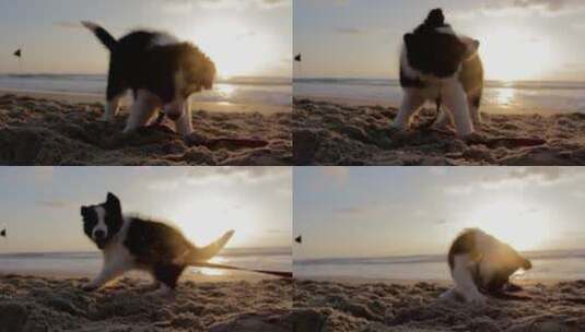 在沙滩上玩耍的小狗高清在线视频素材下载