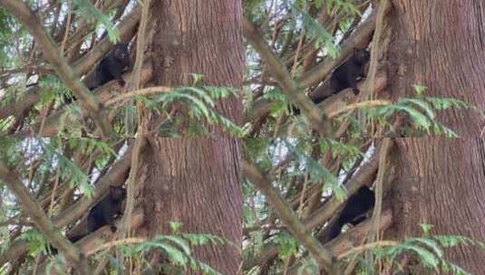 黑松鼠在树枝上跳高清在线视频素材下载