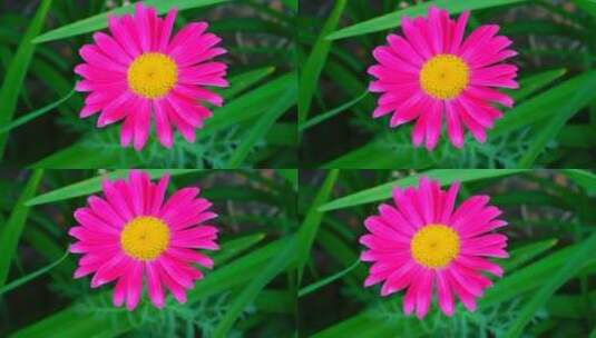 粉红色的菊花高清在线视频素材下载