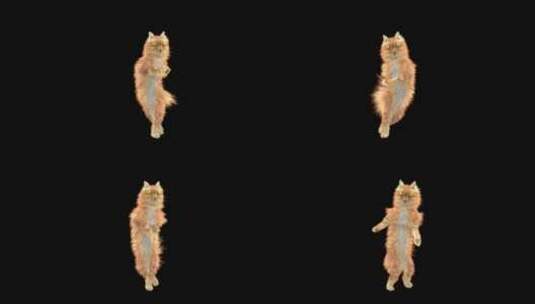 跳舞的小猫咪高清在线视频素材下载