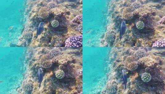 鱼儿在珊瑚礁周围游泳高清在线视频素材下载