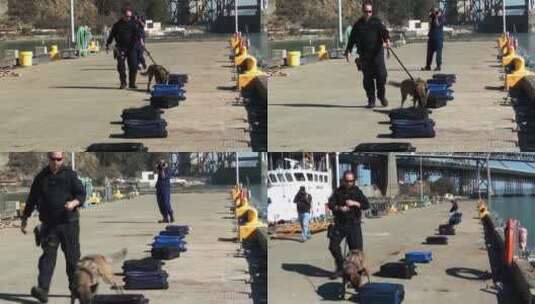 警察在训练缉毒犬高清在线视频素材下载
