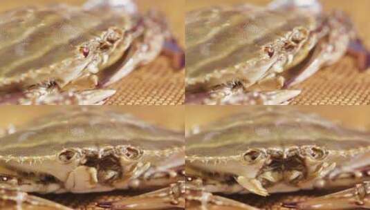 螃蟹嘴口器特写高清在线视频素材下载
