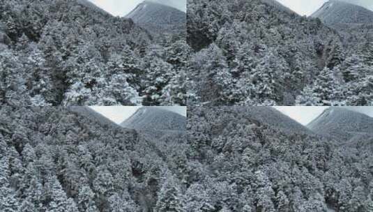 4K航拍雪后的原始森林高清在线视频素材下载