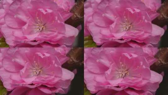 微距粉色桃花花蕊高清在线视频素材下载