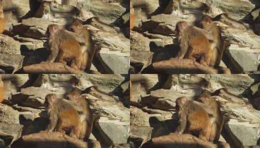 猴山猴子抱在一起取暖抓虱子高清在线视频素材下载