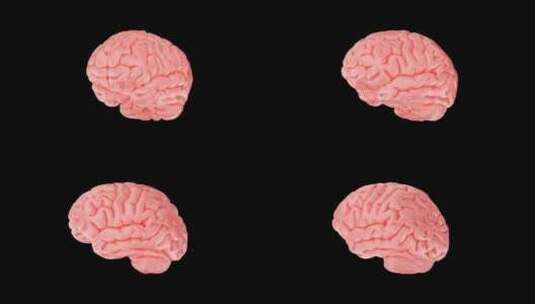 医学 大脑 脑科学 三维 脑ct1 模型高清在线视频素材下载