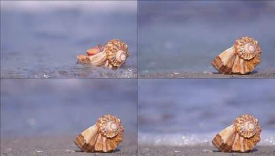 海滩上的海贝壳高清在线视频素材下载