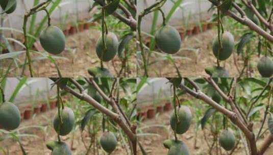 东北芒果种植高清在线视频素材下载