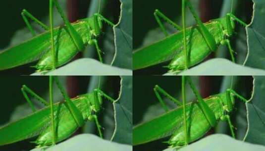 站在树叶上的绿叶昆虫高清在线视频素材下载