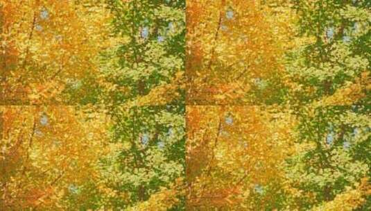 秋天树林里随风摇曳的金黄色银杏树叶高清在线视频素材下载