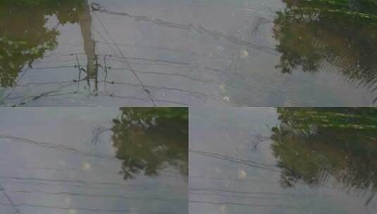 水中倒影农村小溪小鸟电线杆倒影波动60帧高清在线视频素材下载