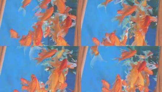 游泳的金鱼高清在线视频素材下载