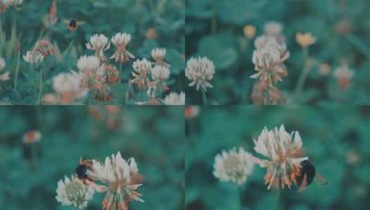 4k升格拍摄蜜蜂采花素材高清在线视频素材下载