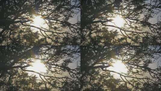 阳光透过被风吹过的树枝高清在线视频素材下载