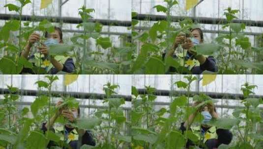 蔬菜大棚种植蔬菜的女人高清在线视频素材下载