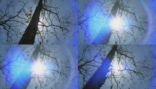 冬日阳光穿过树枝高清在线视频素材下载