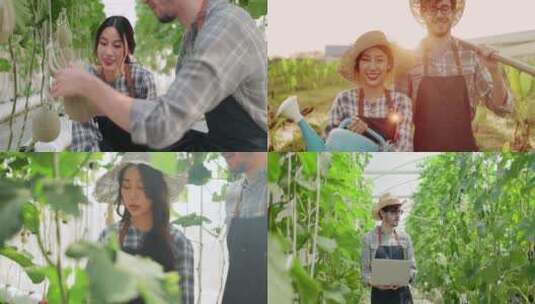 4K蔬菜基地美女农民采摘丰收高清在线视频素材下载