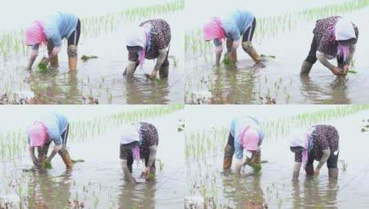 农民在稻田里插秧高清在线视频素材下载