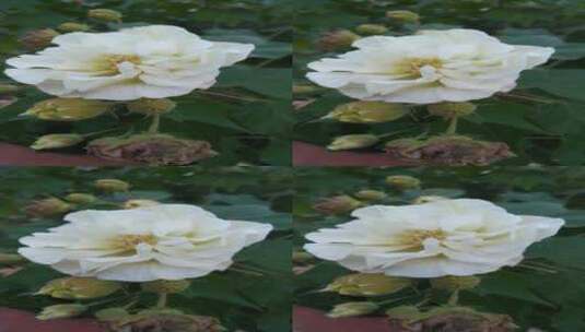植物美丽唯美的木芙蓉花朵高清在线视频素材下载
