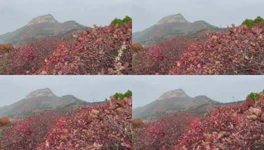 济南红叶谷景区，秋季满山红叶景观高清在线视频素材下载