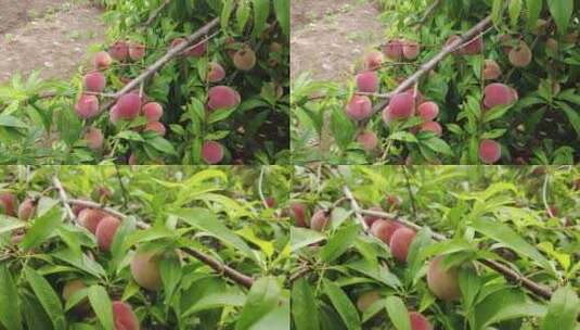 桃树上的桃子高清在线视频素材下载
