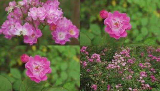 蔷薇花素材高清在线视频素材下载