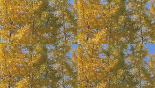 秋天里金黄唯美的阳光银杏树金色秋天树叶高清在线视频素材下载