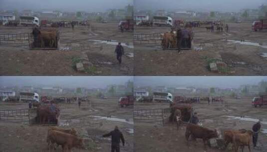 牲口市场 动物牛马交易市场 运输牛马 甘肃高清在线视频素材下载