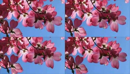 粉红色的茱萸高清在线视频素材下载