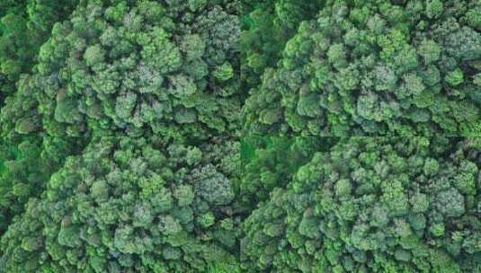 【正版素材】绿色森林高清在线视频素材下载