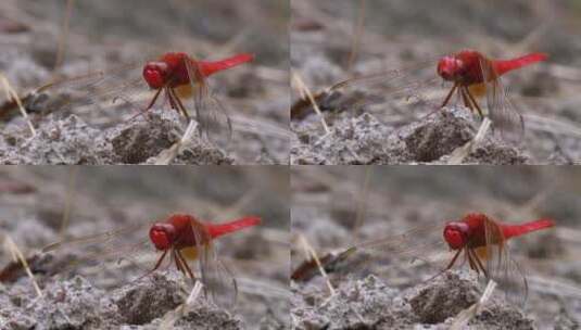 红蜻蜓在地上休息高清在线视频素材下载
