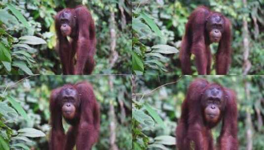 热带雨林中的猩猩高清在线视频素材下载