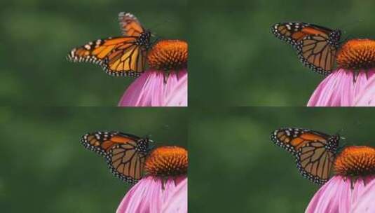 挥舞翅膀的蝴蝶高清在线视频素材下载