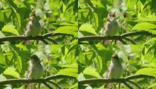 鸟儿在树上歌唱高清在线视频素材下载