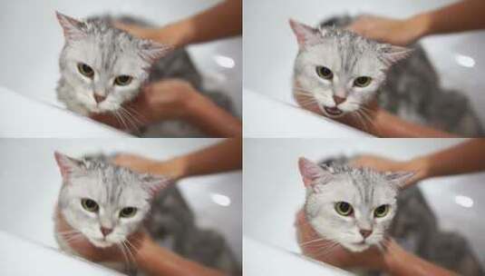 在浴缸里洗猫高清在线视频素材下载