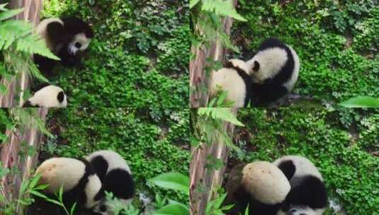 中国四川动物园玩耍的大熊猫幼崽高清在线视频素材下载