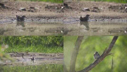 小鸟麻雀池塘边洗澡慢镜头高清在线视频素材下载