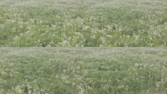 小清新鲜花阳光和雏菊高清在线视频素材下载