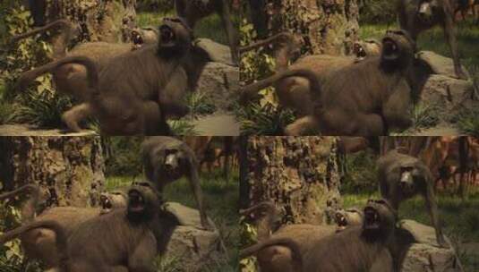 狒狒大猩猩野生动物标本高清在线视频素材下载