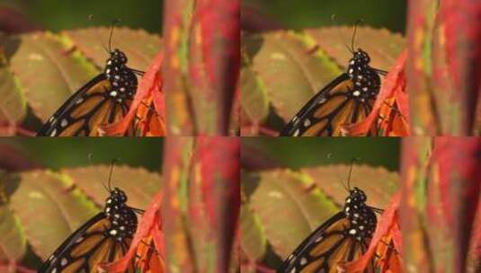 红叶上趴着的蝴蝶特写镜头高清在线视频素材下载