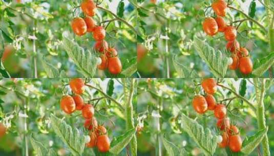 新鲜成熟的番茄高清在线视频素材下载