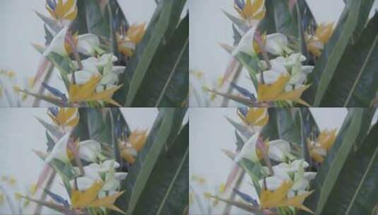 天堂鸟和白色马蹄莲高清在线视频素材下载