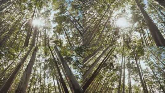 阳光透过树叶照进神秘的森林高清在线视频素材下载