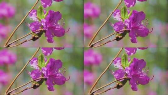 随风摆动的粉色花朵 (2)高清在线视频素材下载