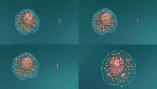 医学微观生物病毒细胞形态医疗三维动画展示高清在线视频素材下载