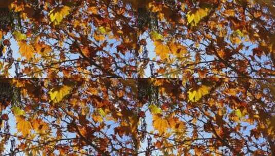 秋季 仰拍金色梧桐树叶 晴朗天空高清在线视频素材下载