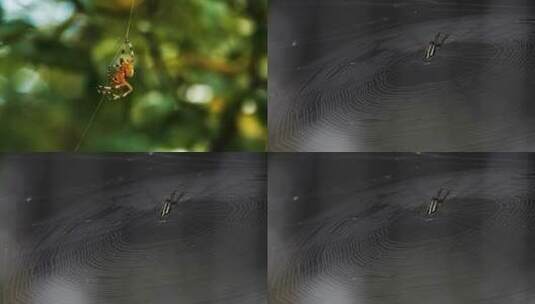 蜘蛛镜头一组高清在线视频素材下载