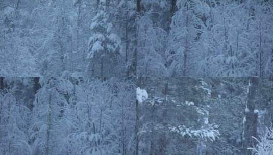 寒冷冬季森林暴雪大雪雪花高清在线视频素材下载